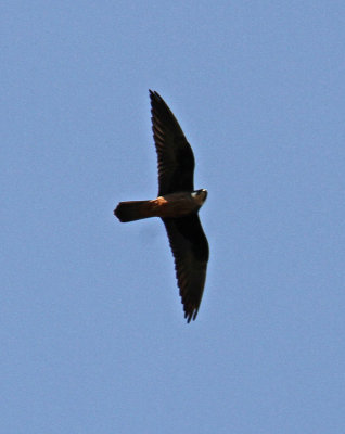 g9/32/1035532/3/150837543.k3kAhwur.jpg
