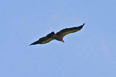 Raptors Vulture Griffon (gyps fulvus) near Mamdamados Lesvos 13/05/11