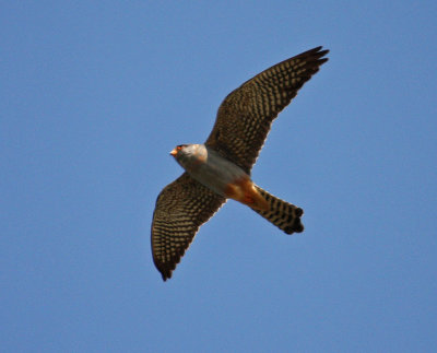 Raptors Falcons Red-Footed Falcon (falco vespertines-male)  Skala Kaloni Saltpans Lesvos 13/05/11