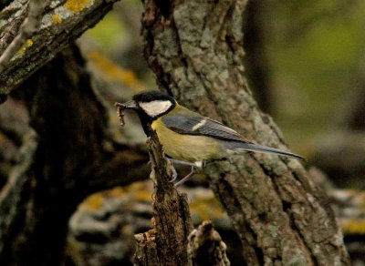 Tit great tit (parus major ) Petri Lesvos 05/05/11