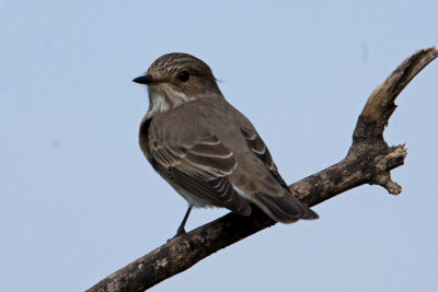 Flycatcher spotted ( muscicapa striata)  Kalloni Salt Pans 09/05/11