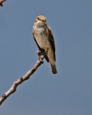 Flycatcher Spotted Flycatcher (Muscicapa striata) Tsiknias River Lesvos 15/05/13