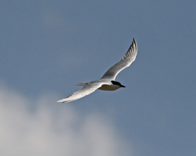 Tern Gull-billed Tern (Gelochelidon nilotica) Skala Kalloni Salt Pans Lesvos 12/05/13