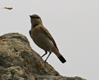 Thrushes Wheatear Isabelline Wheatear oenanthe isabellina Ipsilou Lesvos 14/05/13