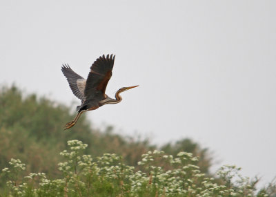 Heron Purple Heron  ardea purpurea Tsknias River Lesvos 08/05/13