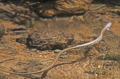 z Snakes Grass snake (Natrix natrix)) Potamia Valley River 18/05/13