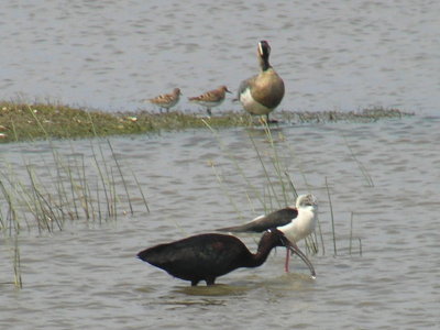 Ducks Garganey (Anas querquedula) Alykes Wetland Skala Kalloni Salt Pans Lesvos 07/05/06
