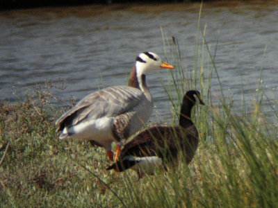 Goose Bar-headed Goose (Anser indicus) escapee Cristou River Skala Kalloni 07/05/06