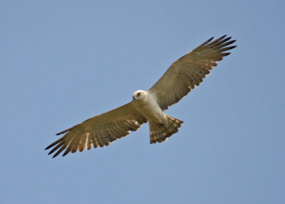 Raptors Eagle Short Toed snake Eagle circaetus gallicus fields off Tsiknias River Lesvos 10/05/12