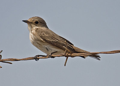 Flycatcher Spotted muscicapa striata 1 Meledia Valley Sigri Lesvos 140512_edited-1.jpg