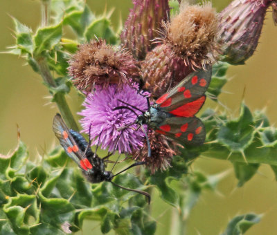 Moth Six-spot Burnet Moth , Zygaena filipendulae Anglesey South Stack Wales 22/07/13