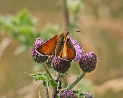 Butterfly Small Skipper Thymelicus sylvestris  Anglesey South Stack Wales 22/07/13