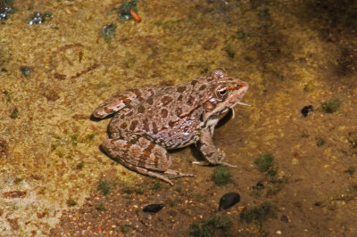 z Frog Levant Water Frog (Pelophylax bedriagae) Potamia Valley 180513.jpg