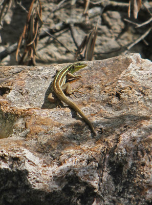 z Lizard  juvenile Balkan Green Lizard  Lacerta Trilineata  juvenile Potamia Valley  180511.jpg