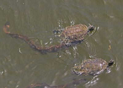 Z Eels and Terrapin at Eresos River 23/05/13