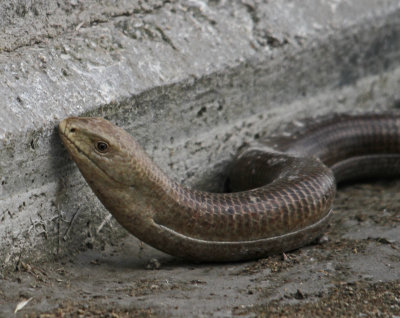 z Lizard Glass lizard Pseudopus apodus Sigri Lesvos 14/05/13