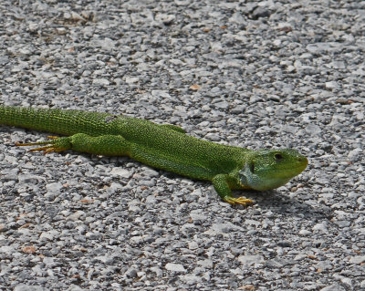 z Lizard Balkan Green Lizard Lacerta trilineata  Petrified ForestLesvos 07/05/13