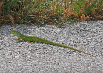 z Lizard Balkan Green Lizard Lacerta trilineata Petrified Forest Lesvos 07/05/13