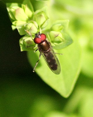 Hoverfly Melanostoma scalare Biddulph North Staffs 08/05/13