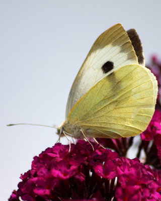 Butterfly  large white pieris brassicae Biddulph North Staffs 07/05/13