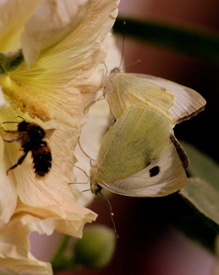 Butterfly small white pieris rapae Biddulph North Staffs 07/08/13