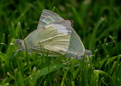 Butterfly small white pieris rapae Biddulph North Staffs 07/08/13