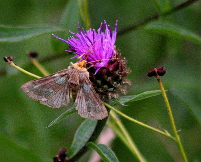 Moth Burnished Brass Moth Diachrysia chrysitis Biddulph Staffs Moorlands 08/08/13