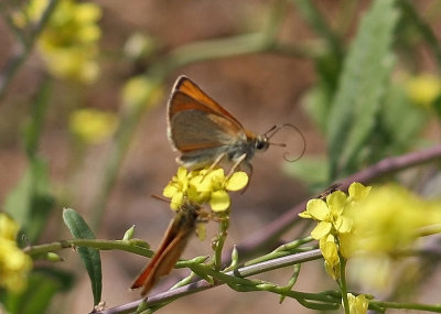 Butterfly Petrified Forest Lesvos 08/05/12