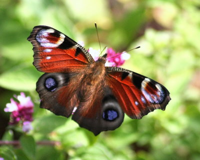Butterfly European Peacock (Inachis io) 2 Biddulph Staffs Moorlands 160813.jpg