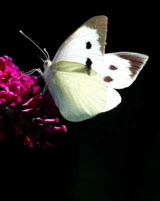 Butterfly large white pieris brassicae 1 Biddulph Staffs Moorlands 160813.jpg