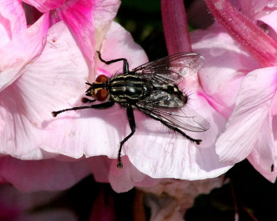 z Fly  flesh fly (family Sarcophagidae) 1 Biddulph Staffs Moorlands 160813.jpg