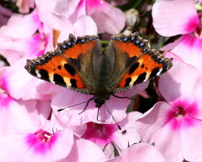 Butterfly Small Tortoiseshell Aglais urticae L 1 Biddulph Staffs Moorlands 160813.jpg