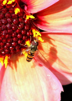 Hoverfly Marmalade hoverfly Episyrphus balteatus 2  Biddulph Staffs Moorlands 160813.jpg