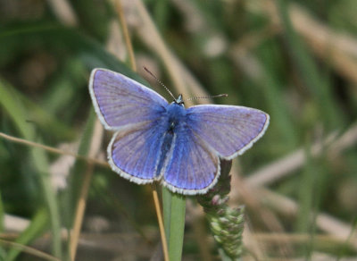Butterfly Blue Common Blue (Polyommatus icarus)  Cemaes Anglesey 20/08/13