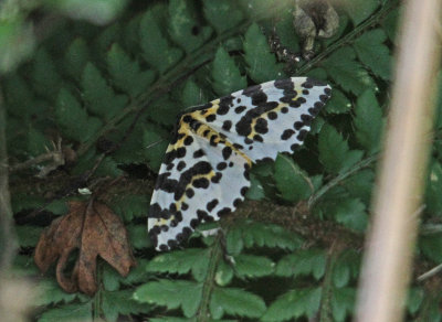 Moth Magpie Moth abraxas grossulariata (geometridae) Anglesey  20/08/1