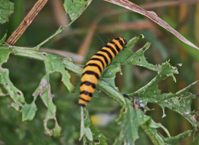 Moth cinnabar moth caterpillar (Tyria jacobaeae)  Cemaes Anglesey  20/08/13
