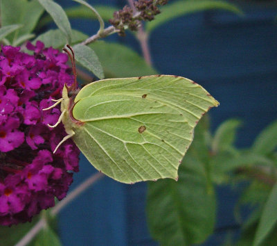 Butterfly Brimstone Gonepteryx rhamni Biddulph  Staffs 25/08/13