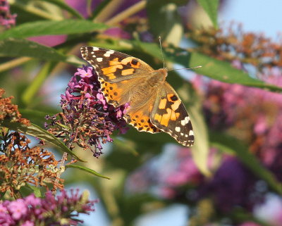 Butterfly Painted Lady Vanessa cardui Filia Biddulph 26/08/13