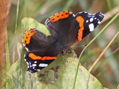 Butterfly Admiral Red Admiral (Vanessa atalanta) Nr Burnham Overy Staithe Norfolk 02/09/13