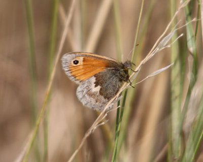 Butterfly Heath Small Heath - Coenonympha pamphilus Burnham Overy Staithe Norfolk 03/09/13