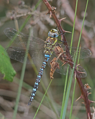 Dragonfly southern hawker 1 aeshna cyanea Holme Norfolk 010913.jpg
