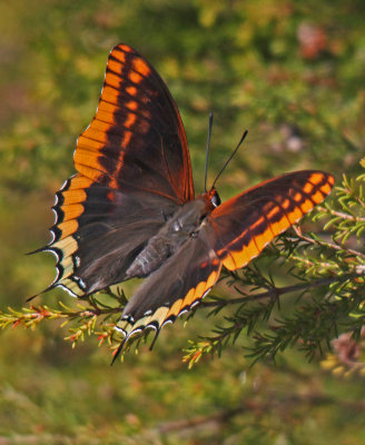 Butterfly Two Tailed Pasha Charaxes jasius Foia Algarve Portugal 16/10/13