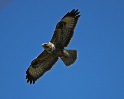 Raptors Buzzard Common Buzzard Buteo buteo Foia Algarve  16/10/13