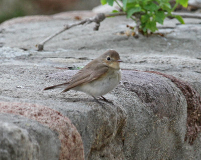 This species A Lesvos first for us in 2014.
Like London buses they came in threes,i.e. one at each of three different locations
on the same day.
Sadly the light was not good on a very dull, windy May day.