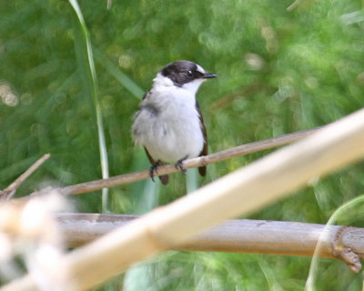 A good day for flycatchers on 09 May 2014