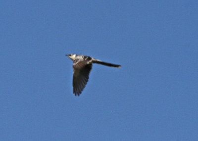 Cuckoo great spotted cuckoo (Clamator glandarius)  Persama  18/05/14
