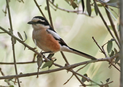 Shrike Masked Shrike ( Lanius nubicus)  Faneromeni  14/05/14