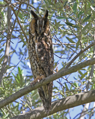Owl Long-eared Owl asio otus  Papania Lesvos 05/05/14