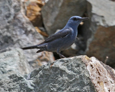 Thrushes Blue rock thrush (Monticola solitarius)  Petri 17/05/14