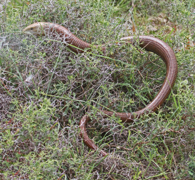 z European glass lizard Ophisaurus apodus Petri  12/05/14